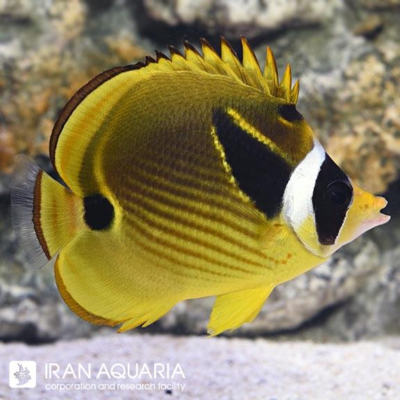 پروانه ماهی راکون (Raccoon Butterflyfish)