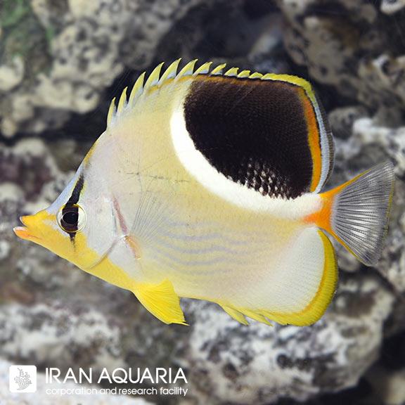 پروانه ماهی پشت زیندار (Saddleback Butterflyfish)
