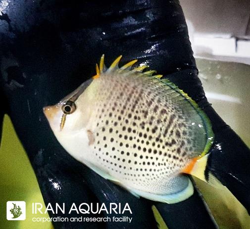 پروانه ماهی اسپات بندد ( spot banded butterflyfish )