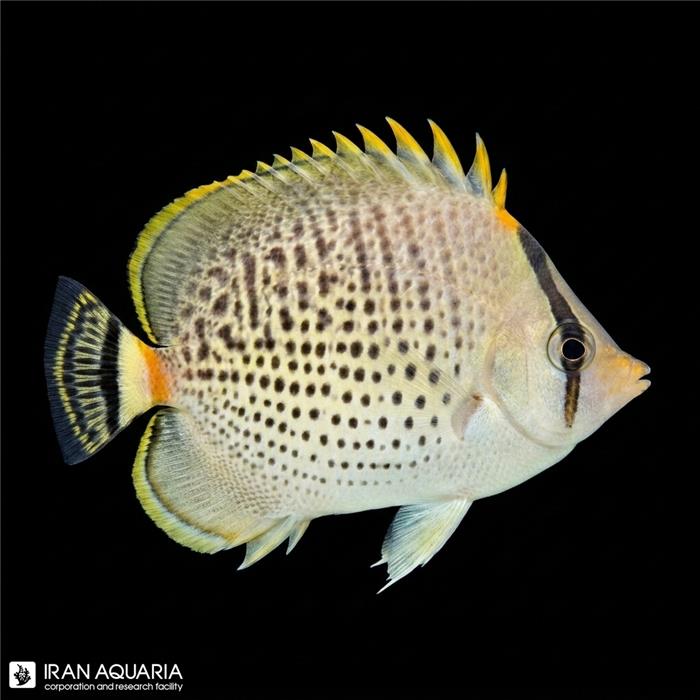 پروانه ماهی اسپات بندد ( spot banded butterflyfish )