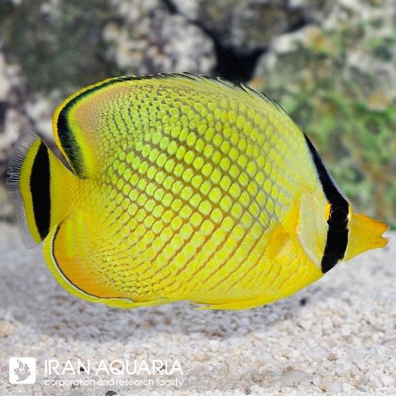 پروانه ماهی لاتیسد (Latticed Butterflyfish) 