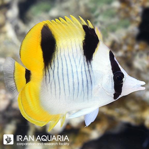 پروانه ماهی فالکولا (Falcula Butterflyfish)