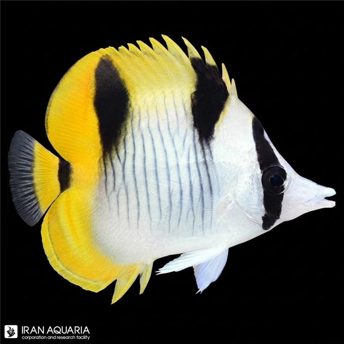پروانه ماهی فالکولا (Falcula Butterflyfish)