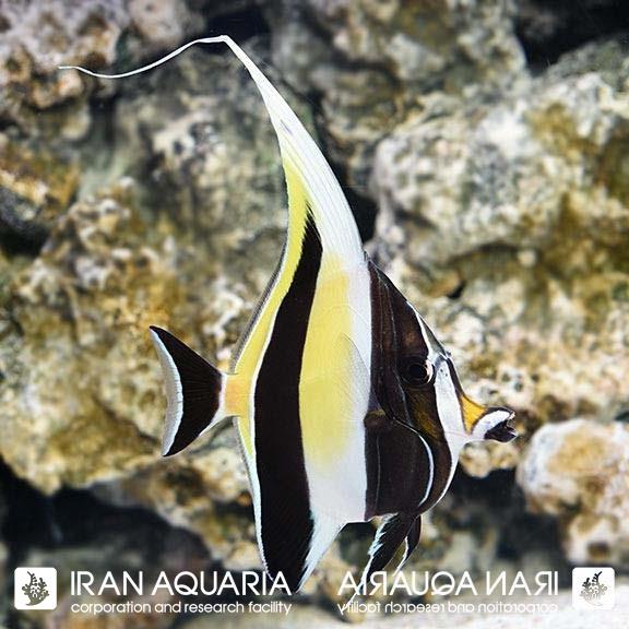 موریش آیدل (Moorish idol)