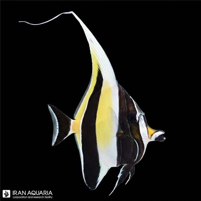 موریش آیدل (Moorish idol)