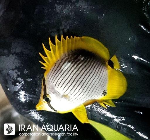پروانه ماهی دم خالدار ( Spot-tail butterflyfish )