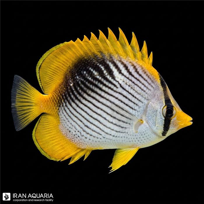 پروانه ماهی دم خالدار ( Spot-tail butterflyfish )