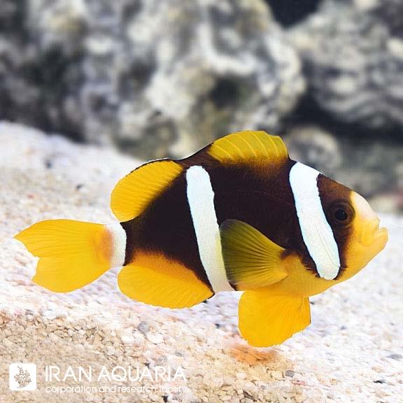 دلقک ماهی کلارکی هندی وارداتی (Clarkii Clownfish) 