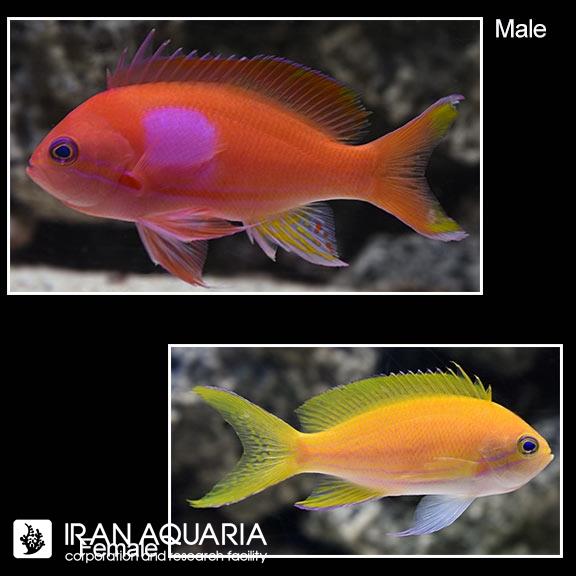 آنتیاس لکه مربعی(Squareback Anthias)