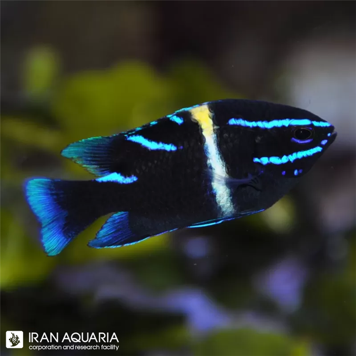 دامسل اکسیدان (Blue velvet damselfish) 