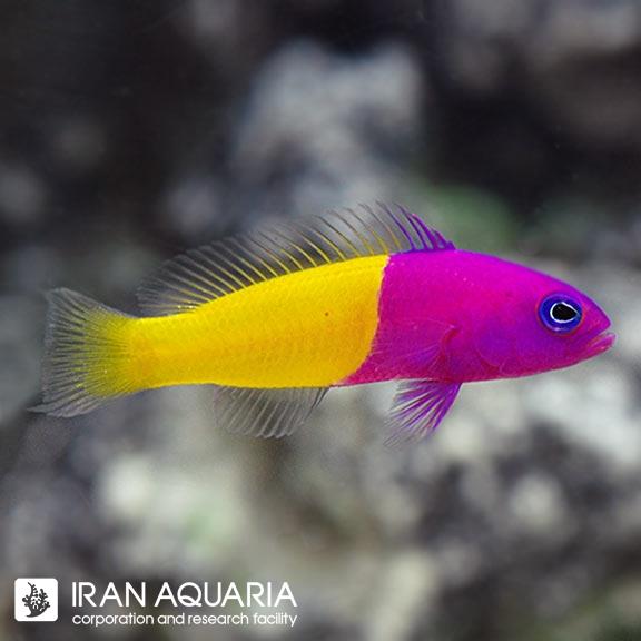 نئون دو رنگ ( Royal Dottyback ) 