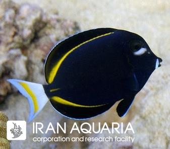جراح ماهی گونه سفید (Whitecheek Surgeonfish)