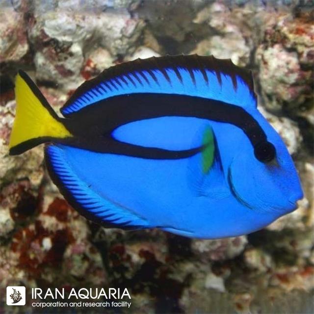  جراح بلو تانگ (Blue Tang)