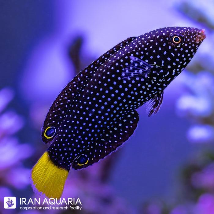 راس تامارین خال آبی  دم زرد(Blue Spotted Tamarin Wrasse) 