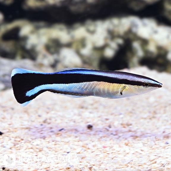 راس آرایشگر (Bluestreak Cleaner Wrasse) 