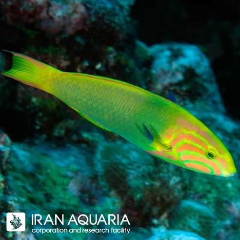 مون راس سبز ( Lime Green Wrasse  )