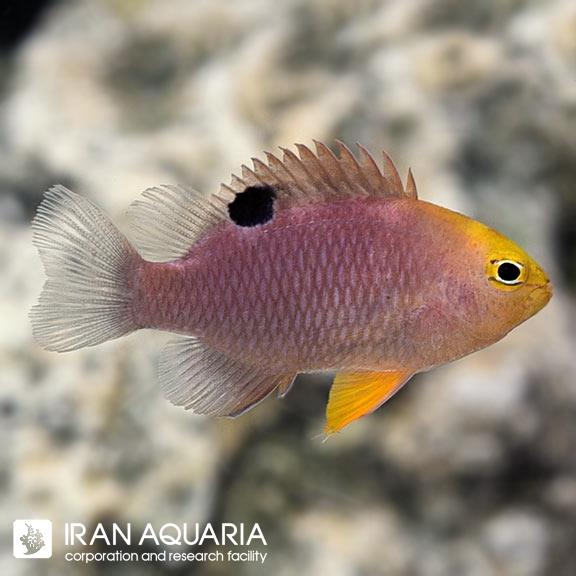 دامسل تالبوتی (Talbot's Damselfish)