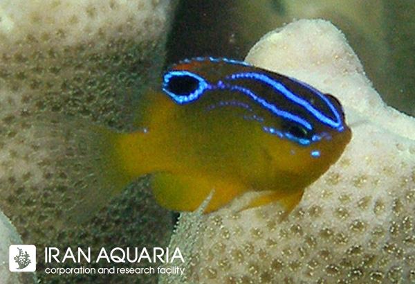 دامسل زرد خط آبی ( Ward's Damsel  )