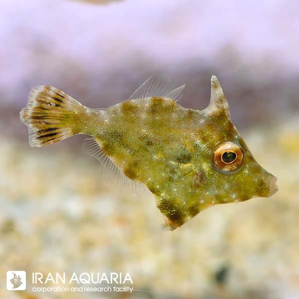 فایل فیش آیپتازیا خوار (Aiptasia Eating Filefish) 