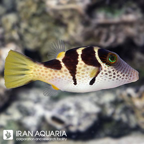 پافر ماهی ولنتینی ( Black saddled toby ) 