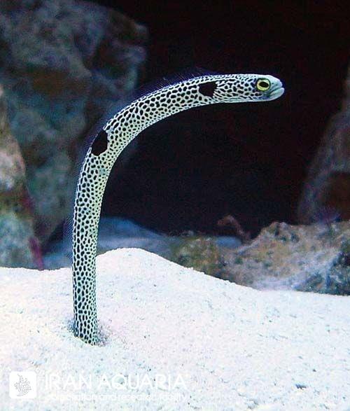 مار ماهی باغچه ای ( Garden eel ) 