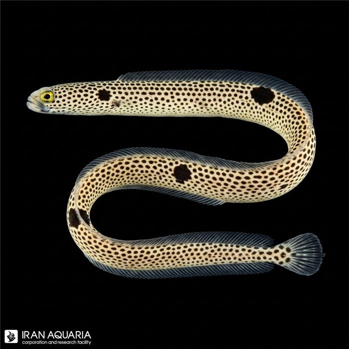 مار ماهی باغچه ای ( Garden eel ) 