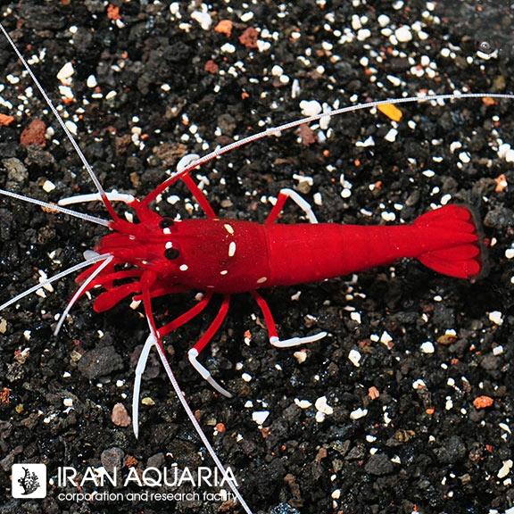 میگو آتشین (Blood Red Fire Shrimp)