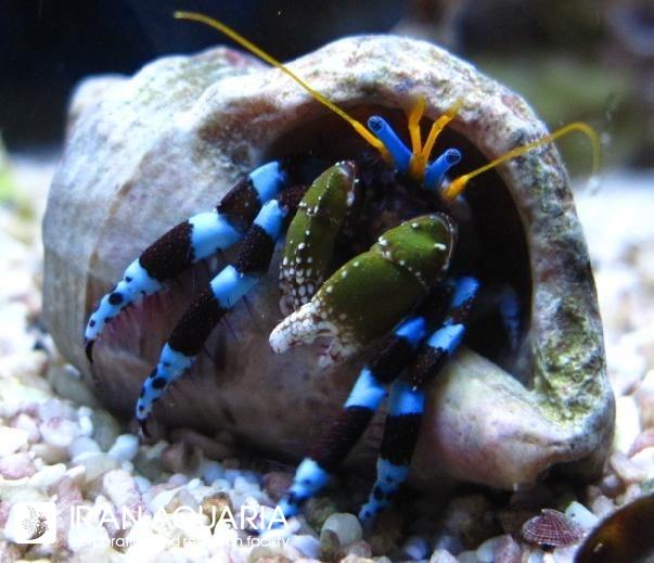 هرمیت پا آبی (Electric Blue Hermit Crab)