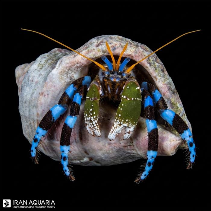هرمیت پا آبی (Electric Blue Hermit Crab)