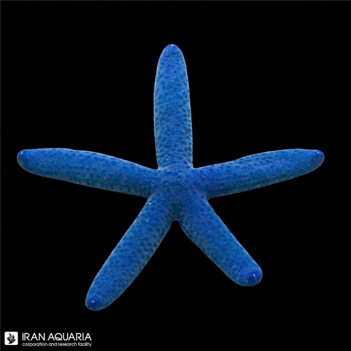 ستاره لینکیا آبی (Blue Linckia Sea Star)
