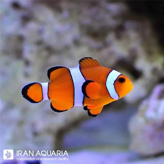 دلقک ماهی اسلاریس تکثیری وارداتی (Ocellaris Clownfish)