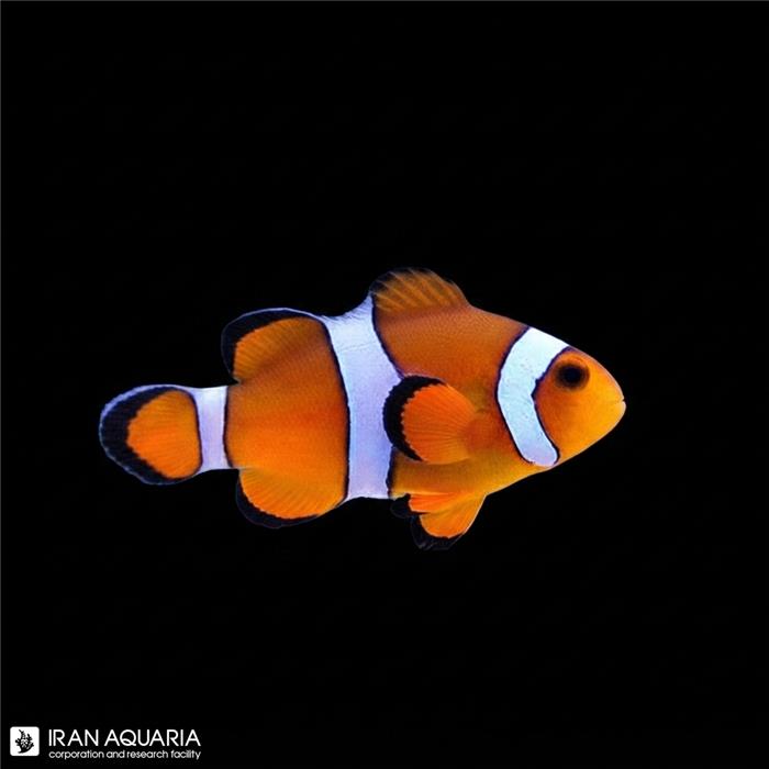 دلقک ماهی اسلاریس تکثیری وارداتی (Ocellaris Clownfish)