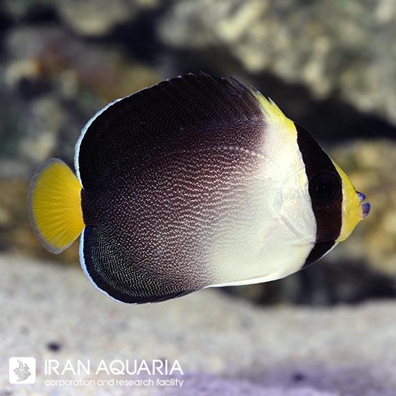 فرشته ماهی سنگاپوری (Singapore Angelfish)