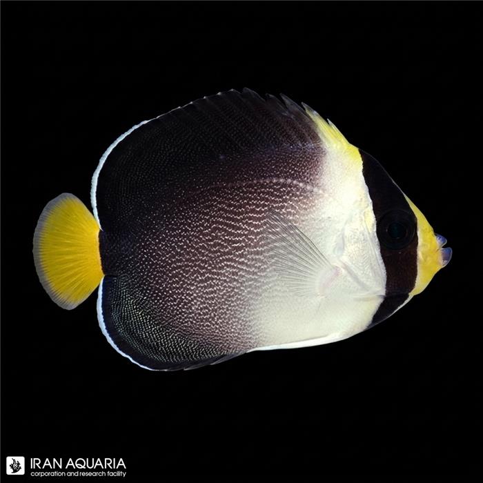 فرشته ماهی سنگاپوری (Singapore Angelfish)