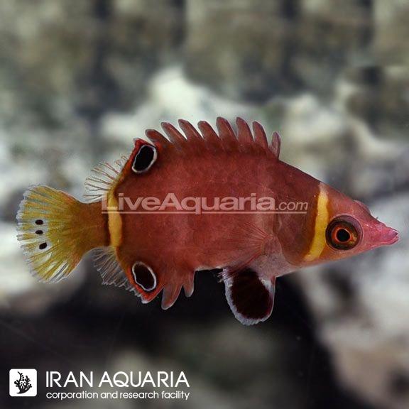 راس پوسوم خط زرد ( White Banded Possum Wrasse )