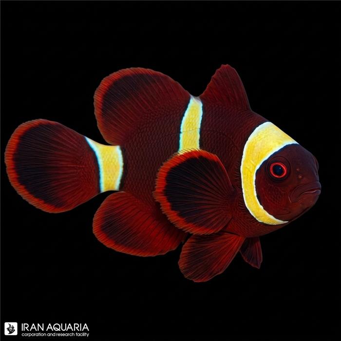 دلقک ماهی مارون گلد استریپ (Gold Strip Maroon Clownfish) 