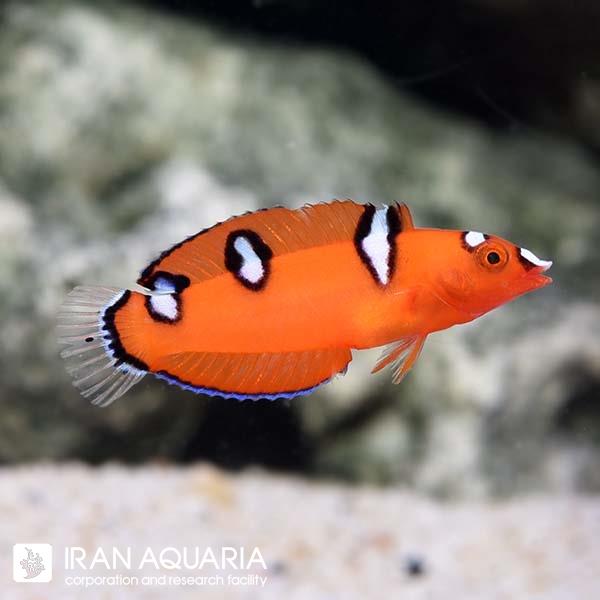 راس دلقک قرمز جوان  (Red Coris Wrasse)