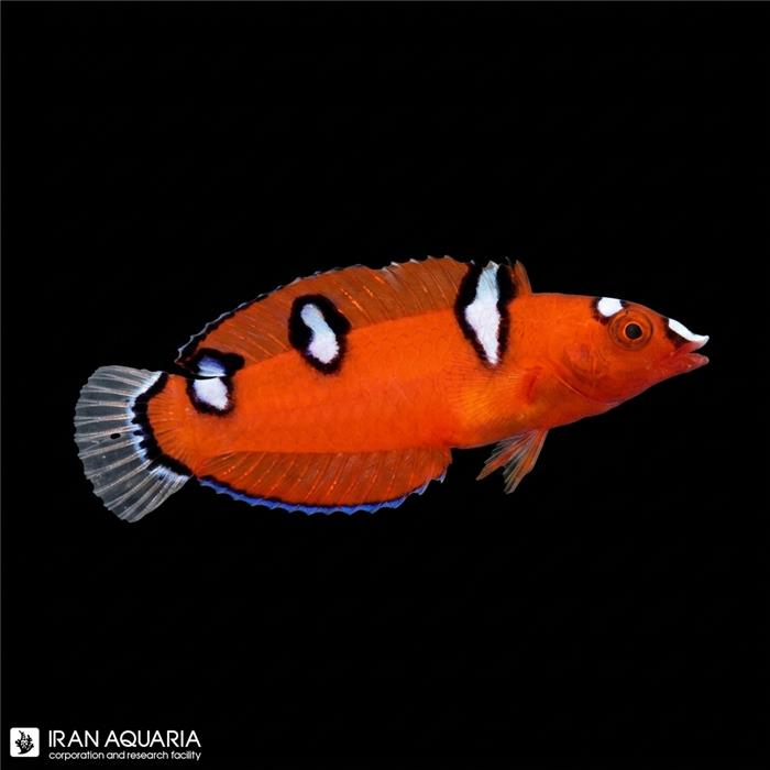 راس دلقک قرمز جوان  (Red Coris Wrasse)