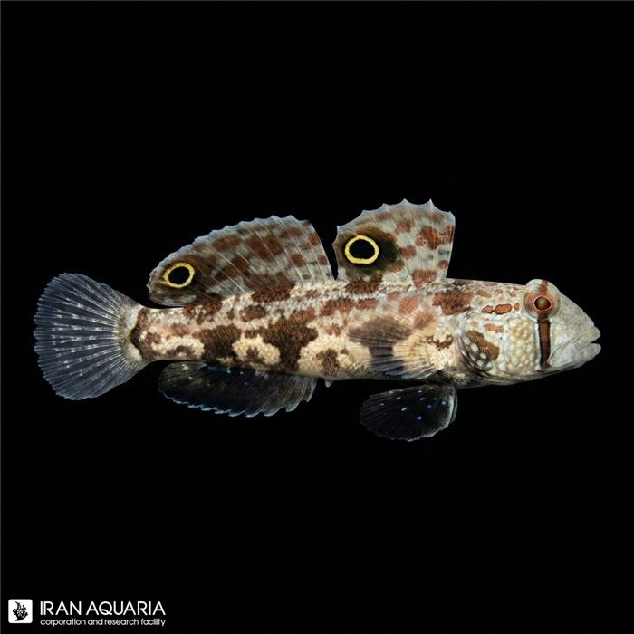 گابی دوخال (Two Spot Goby)