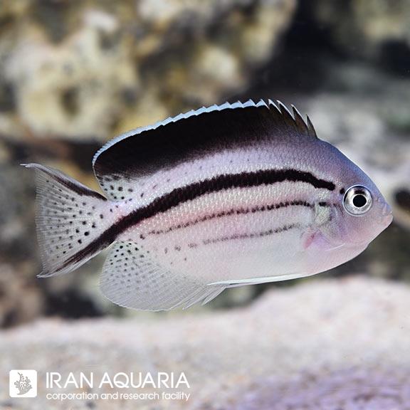 فرشته ماهی لامارک (Lamarck's Angelfish) 