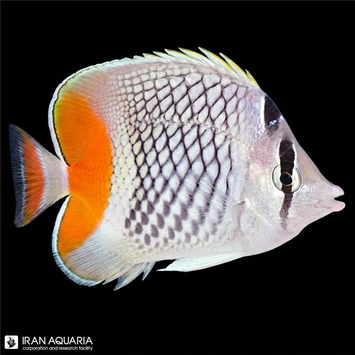 پروانه ماهی ماداگاسکار (Madagascar Butterflyfish) 