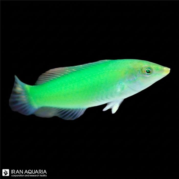 راس سبز (Green Wrasse) 