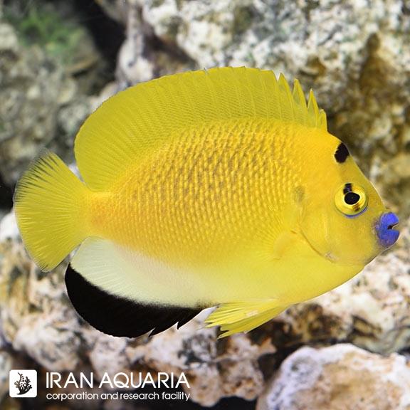 فرشته ماهی لب ماتیکی (Flagfin Angelfish)