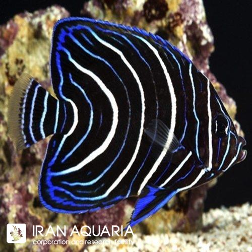 فرشته ماهی قرآنی  (Koran Angelfish)