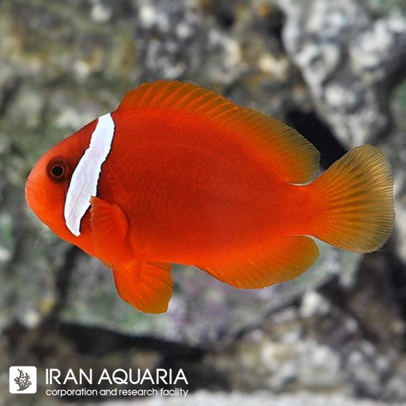 دلقک ماهی تومیتو (Tomato Clownfish)