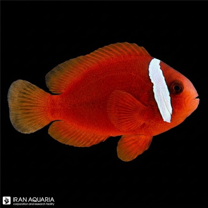 دلقک ماهی تومیتو وارداتی (Tomato Clownfish)
