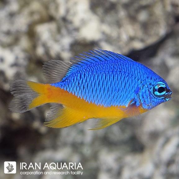 دامسل آزور شکم زرد (Azure Damselfish)