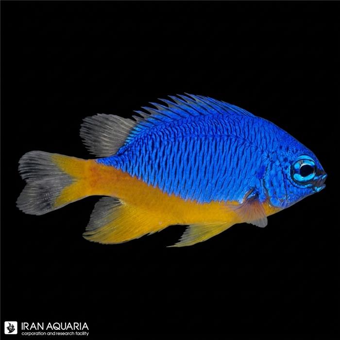 دامسل آزور شکم زرد (Azure Damselfish)