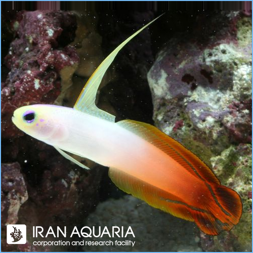 دارت فیش آتشین ( Fire dartfish ) 