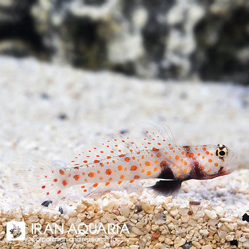 گابی خال نارنجی (Orange Spot Goby)